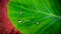 Macroscopic Photo of Green Leaf