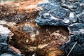 Macroscopic photo of a tree trunk eaten by termites