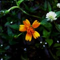 Macroshoot Yellow little flower