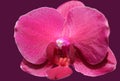 Beautiful tender burgundy orchid flower