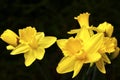 The blossoms of a Jonquil Narcissus pseudonarcissus in the sunshine Royalty Free Stock Photo