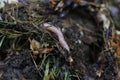 Macroshot of earthworms in soil Eisenia fetida Royalty Free Stock Photo