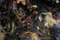 Macroshot of earthworms in soil Eisenia fetida Royalty Free Stock Photo