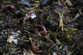 Macroshot of earthworms in soil Eisenia fetida Royalty Free Stock Photo