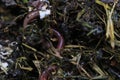 Macroshot of earthworms in soil Eisenia fetida Royalty Free Stock Photo