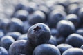 Macroshot of freshly picked organic blueberries. Winter harvest.