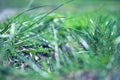 Macroshot in the green, summery grass