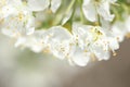 Macroshot for white plum flowers Royalty Free Stock Photo