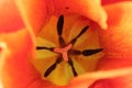 Heart of tulip , spring flower
