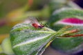 Macrosiphum rosae the rose aphid on the rose bud. It is a species of sap-sucking insect in the family Aphididae. Royalty Free Stock Photo