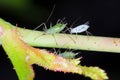 Macrosiphum rosae the rose aphid on the rose bud. It is a species of sap-sucking insect in the family Aphididae. Royalty Free Stock Photo