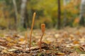 Macrotyphula fistulosa fungus Royalty Free Stock Photo