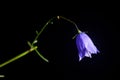Macroview of blue bellflower Campanula persicifolia