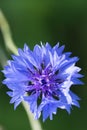 macroview of a blue cornflower