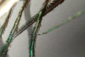 Macroview of peacock feather