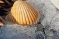 Macroview of seashell on an ice