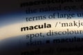 macula