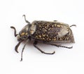 Macular beetle