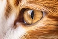 macular degeneration in a feline eye, close up Royalty Free Stock Photo