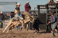 Mad Bull Professional Rodeo Bull Riding