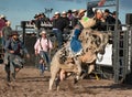 Mad Bull Professional Rodeo Bull Riding