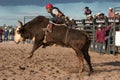 Mad Bull Professional Rodeo Bull Riding