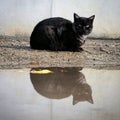 Mad Cat reflection Royalty Free Stock Photo