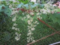 Mad cucumber lat. Ecballium elaterium leaves and flowers