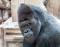 Mad gorilla Royalty Free Stock Photo