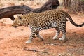 Mad and hungry African leopard roaming in the savanna in Namibia, Southern Africa