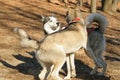 Mad meeting of two huskies