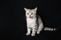 Mad Scottish straight striped grey cat with tongue hanging out