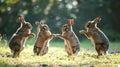 Mad wild hares boxing and fighting