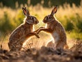 Ai Generated illustration Wildlife Concept of Mad wild hares boxing and fighting in Norfolk UK