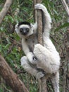 Madacascar Lemur Royalty Free Stock Photo