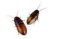 Madagascan cockroaches Royalty Free Stock Photo