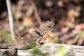 Madagascan collared iguana, Oplurus Cuvier, is abundant in the reserve Tsingy Ankarana, Madagascar