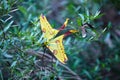 Madagascan comet moon moth female - Argema mittrei - resting on jungle bush in their natural habitat, Isalo park