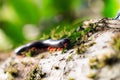 Madagascan Fire Millipede Royalty Free Stock Photo