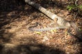 Madagascan Giant Hognose, Leioheterodon madagascariensis, Madagascar is a beautiful snake