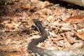 Madagascan Giant Hognose, Leioheterodon madagascariensis, Madagascar is a beautiful snake