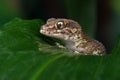 Madagascan Ground Gecko (Paroedura Pictus)