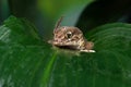 Madagascan Ground Gecko (Paroedura Pictus)