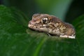 Madagascan Ground Gecko (Paroedura Pictus)