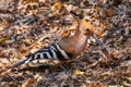 Hoopoe