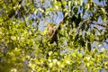 Madagascan hoopoe, Upupa epops marginata, is very interesting bird, n the reserve Tsingy Ankarana, Madagascar