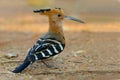 Madagascan Hoopoe, Upupa marginata