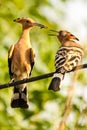 Madagascan hoopoes sharing the worm