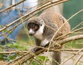 Madagascan Lemur Royalty Free Stock Photo
