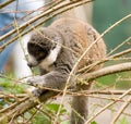 Madagascan Lemur Royalty Free Stock Photo